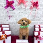 トイプードル　ぷぷくん