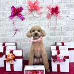 トイプードル　くなちゃん