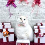 ねこ　アメリカンカール　ココ・エリザベスちゃん