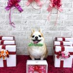 チワワ　隆二くん