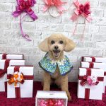 トイプードル　キャンディーちゃん