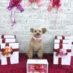 トイプードル　てんてんちゃん