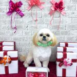 ペキプー　ルイくん