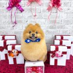 ポメラニアン　天くん