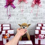 ポメラニアン　れおちゃん