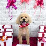 トイプードル　らむちゃん