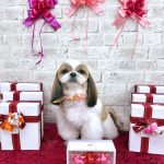 シーズー　マフィンちゃん