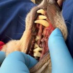 ミルキーちゃん　歯石取り