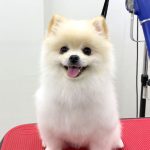 初めてご来店　ポメラニアン　サスケくん