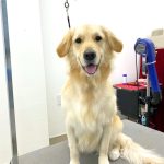 ゴールデン・レトリーバー　ナナちゃん