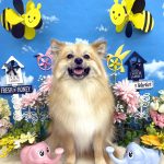 ポメｘスピッツ　ハンナちゃん