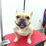 フレンチブルドッグ　ペコちゃん