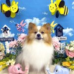 ポメラニアン　ルイくん