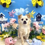 初めてご来店　キャバリアｘチワワ　ななくん