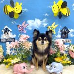 チワｘポメ　あずきちゃん