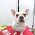 フレンチブルドッグ　あかねちゃん