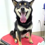 柴犬　はるちゃん