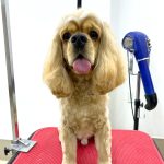 アメリカンコッカースパニエル　れおんくん