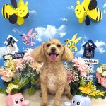 マルプー　海ちゃん