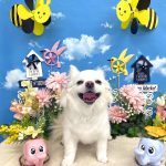 チワワ　こむぎちゃん