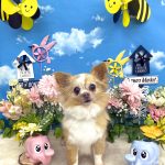 チワワ　サクラちゃん