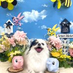 チワワ　莉（れい）ちゃん