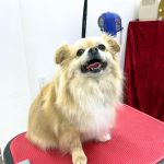 チワワ　あずきくん