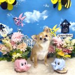 チワワ　モモちゃん