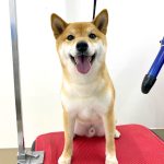 柴犬　マサムネくん