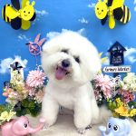 ビションフリーゼ　ゆきくん