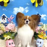 パピヨン　おもちくん