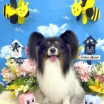 パピヨン　メルちゃん　カシミヤタッチ仕上げ