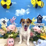 ジャックラッセルテリア　つきちゃん