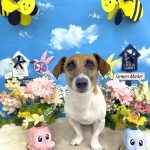 ジャックラッセルテリア　ふじくん