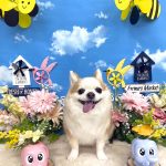 チワワ　隆二くん