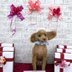 トイプードル　ドリーくん