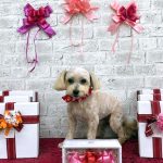 マルプー　ココちゃん