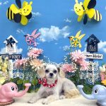 ペキプー　アナちゃん