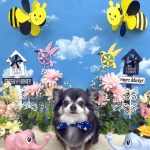 チワワ　咲助くん