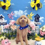 トイプードル　ココくん