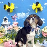 キャバリア　チョビくん