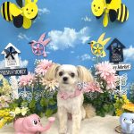 チワプー　くるみちゃん