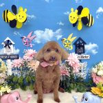 トイプードル　リリィちゃん