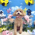 マルプー　ノエルちゃん