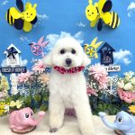 トイプードル　マロンちゃん