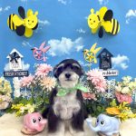 あんちゃん　泥パック