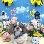 シーズー　ゆりちゃん