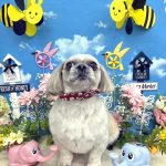 シーズーｘペキニーズ　　テヤンくん　泥パック