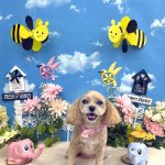 プードルｘペキニーズ　　小麦ちゃん