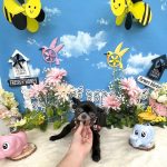 チワワ　かりんちゃん　炭酸泉入浴